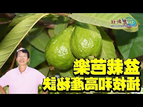 石榴 盆栽